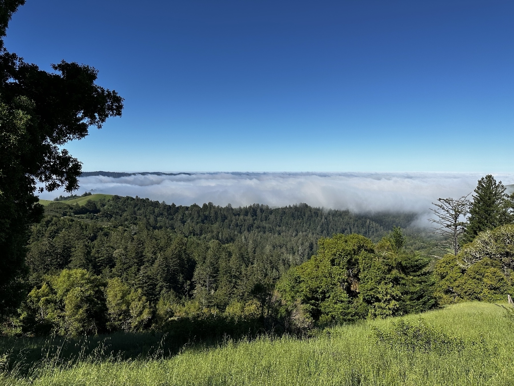 A view of a northern California valley from the top of a hill, with clouds collected in the valley